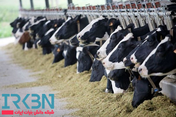 دانش بنیان شدن در کشاورزی و دامپروری